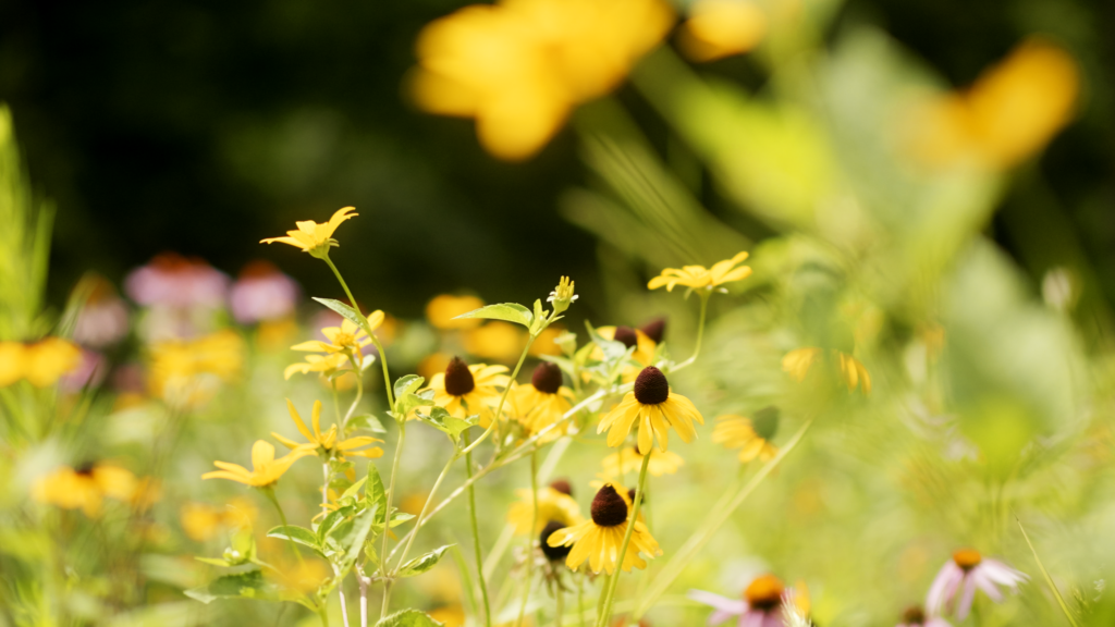 Pollinator and native gardening company in Northern Delaware and Southeastern Pennsylvania. Free Estimates Available!