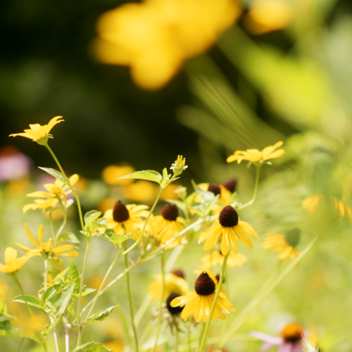 Pollinator and native gardening company in Northern Delaware and Southeastern Pennsylvania. Free Estimates Available!
