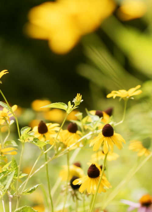 Pollinator and native gardening company in Northern Delaware and Southeastern Pennsylvania. Free Estimates Available!