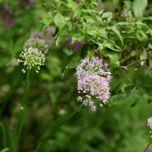 Pollinator and native gardening company in Northern Delaware and Southeastern Pennsylvania. Free Estimates Available!