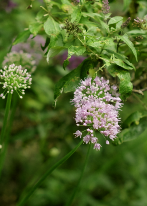 Pollinator and native gardening company in Northern Delaware and Southeastern Pennsylvania. Free Estimates Available!