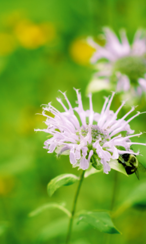 Pollinator and native gardening company in Northern Delaware and Southeastern Pennsylvania. Free Estimates Available!
