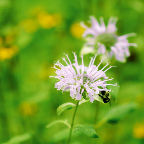 Pollinator and native gardening company in Northern Delaware and Southeastern Pennsylvania. Free Estimates Available!