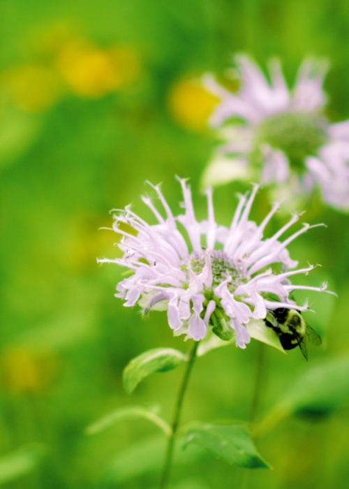 Pollinator and native gardening company in Northern Delaware and Southeastern Pennsylvania. Free Estimates Available!