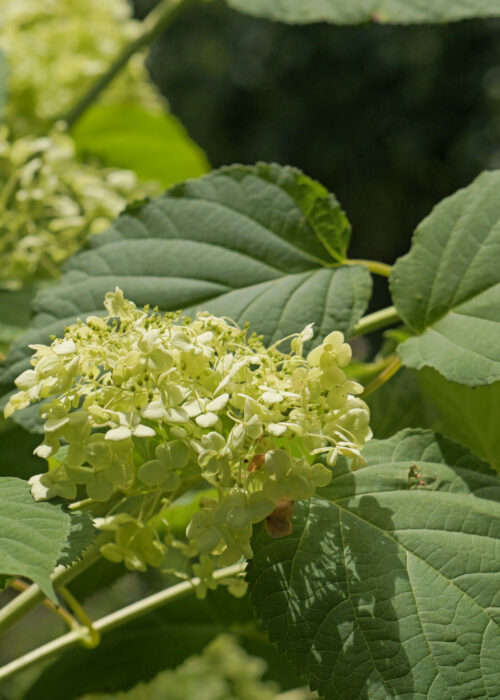 Irwin Landscaping native and non native planting landscaping and design in Delaware and Pennsylvania.