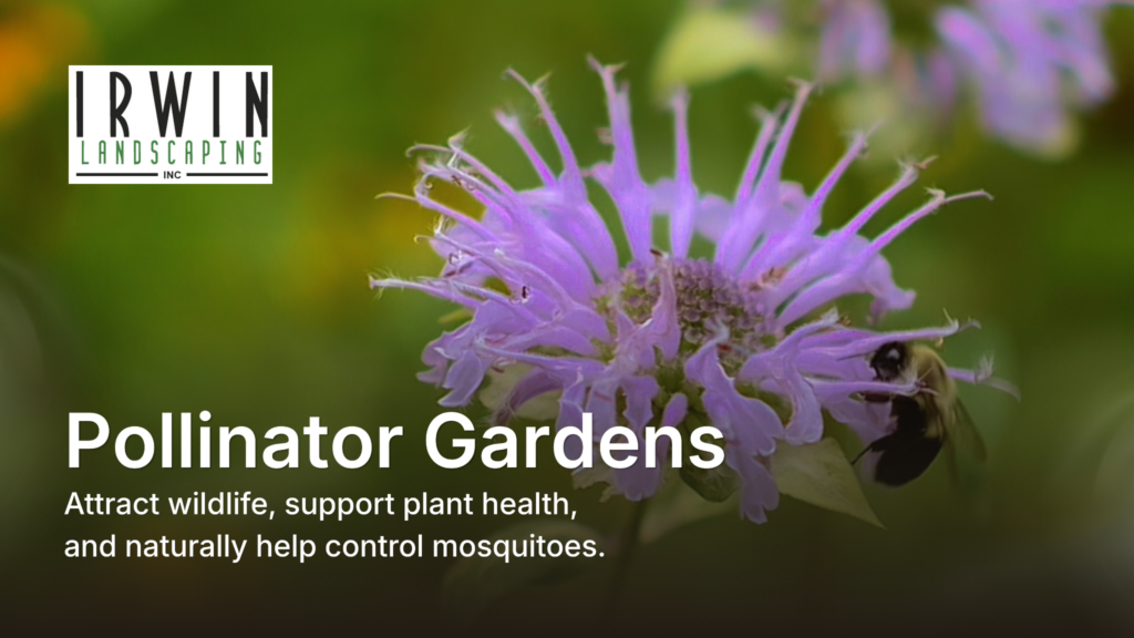 Video Preview graphic Pollinator and native gardening company in Northern Delaware and Southeastern Pennsylvania. Free Estimates Available!